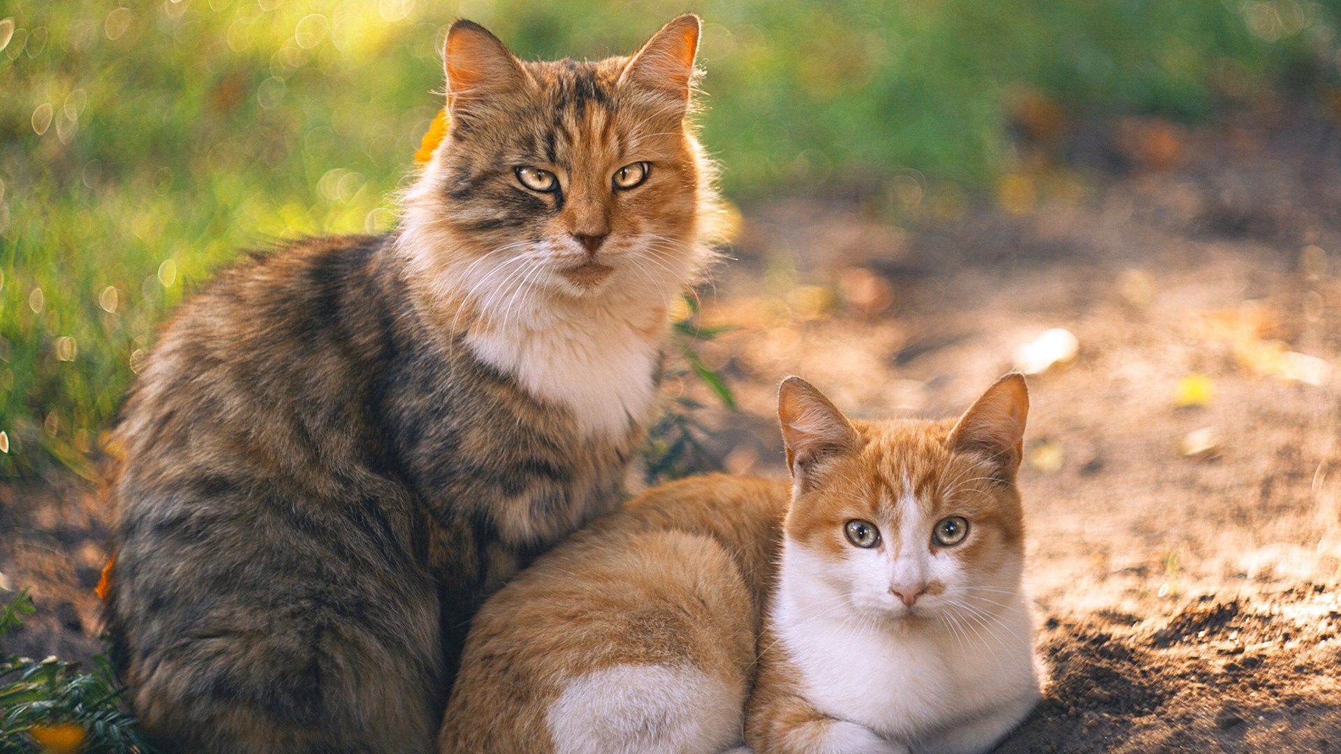 精英殿堂的终极胜利，西西帕斯在ATP总决赛刷新纪录，完胜蒙特卡洛桂冠的荣耀