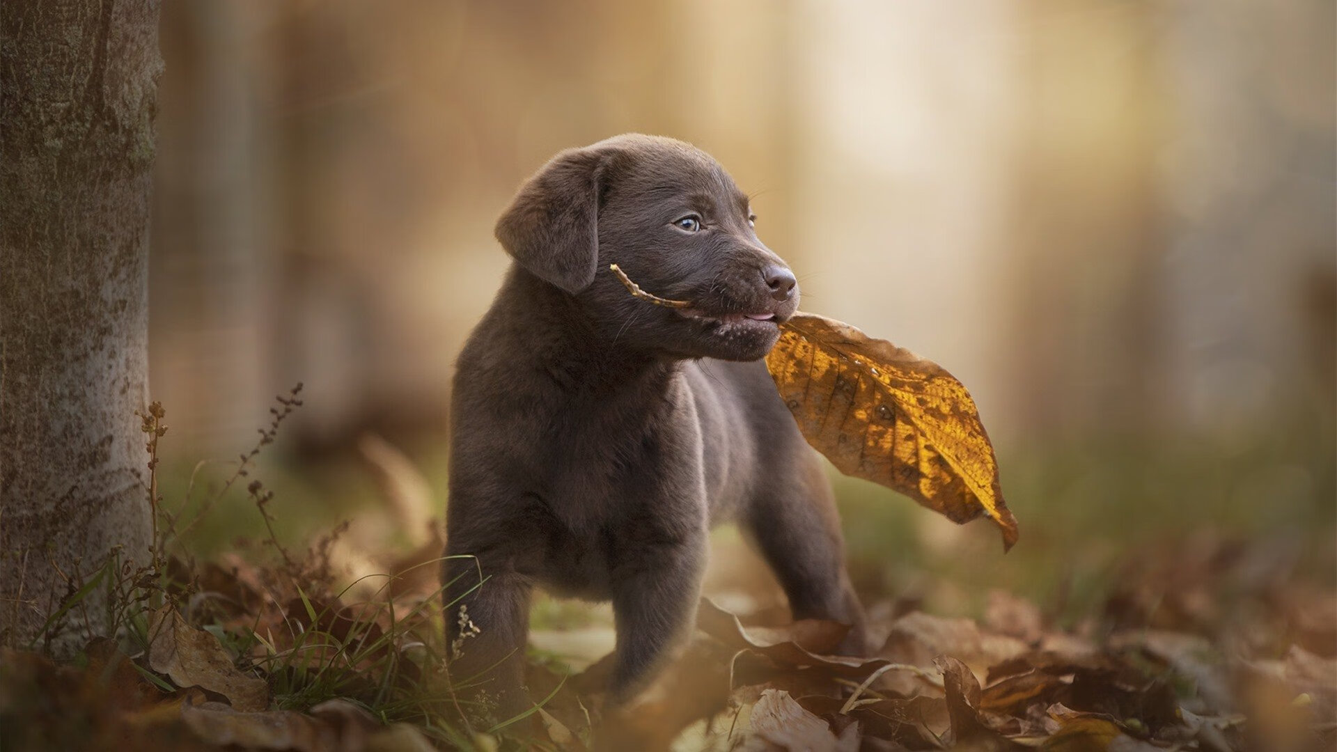 红牛惊险绝杀哈斯，阿隆索超凡驾驶惊艳四座