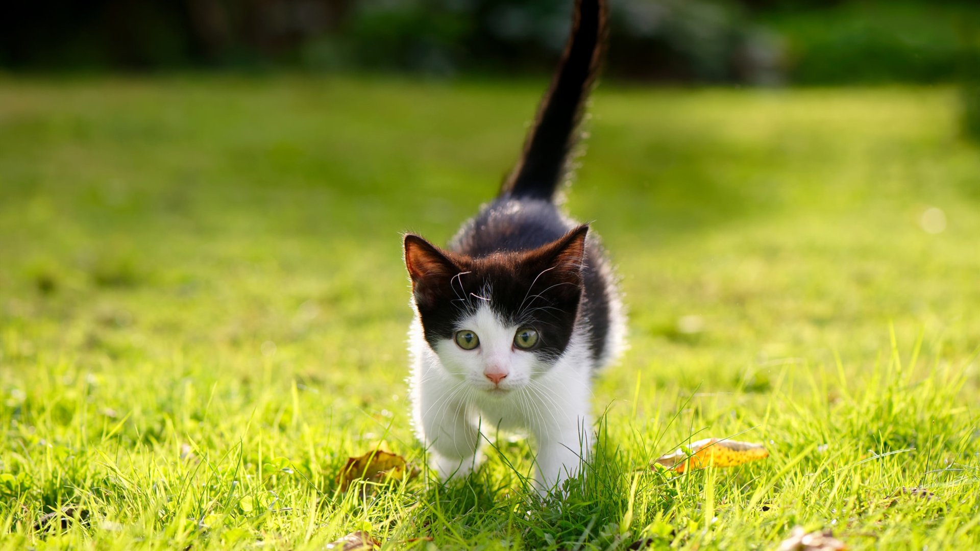 破壁之战，韩国队横扫日本队，石宇奇完美统治全场