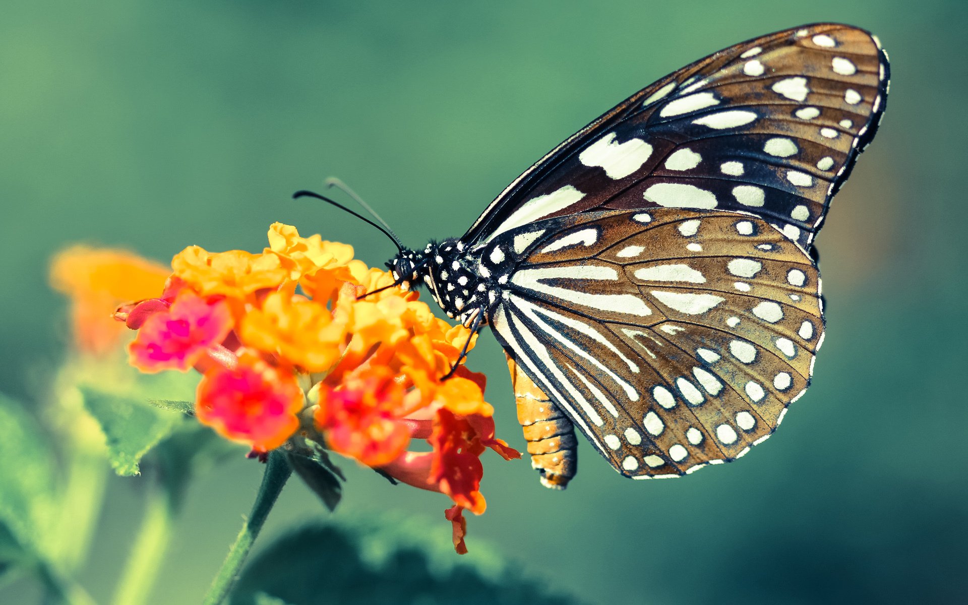 开云体育-逆转与辉煌，法国队胜日本队，许昕展现王者风范