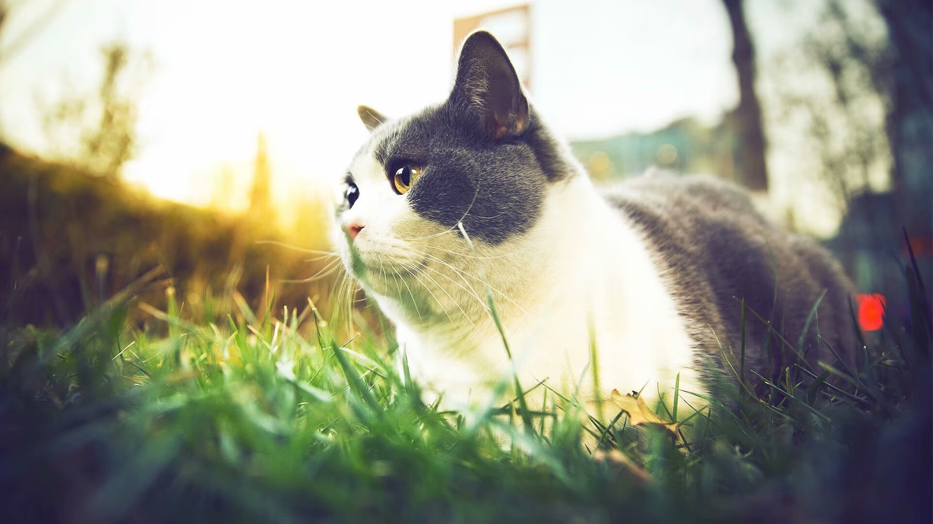 风暴与磐石，印度绝地逆转背后的羽坛权力天平