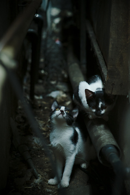 团队传承与个人突破,从马刺轻取爵士到福克斯刷新纪录