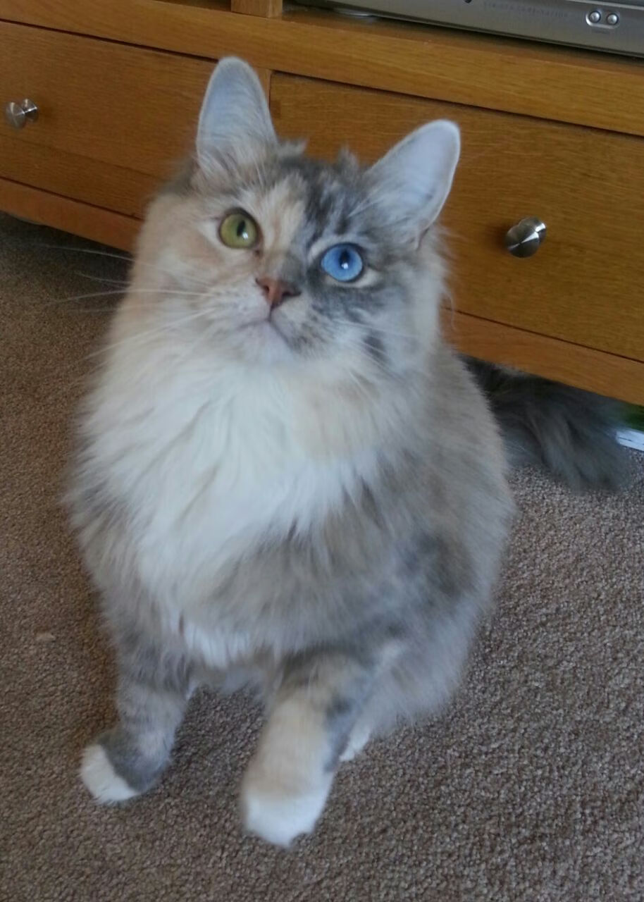 撕裂之城的防守消亡史，当开拓者用152分活埋奇才，哈利伯顿却在创造另一个次元的神话