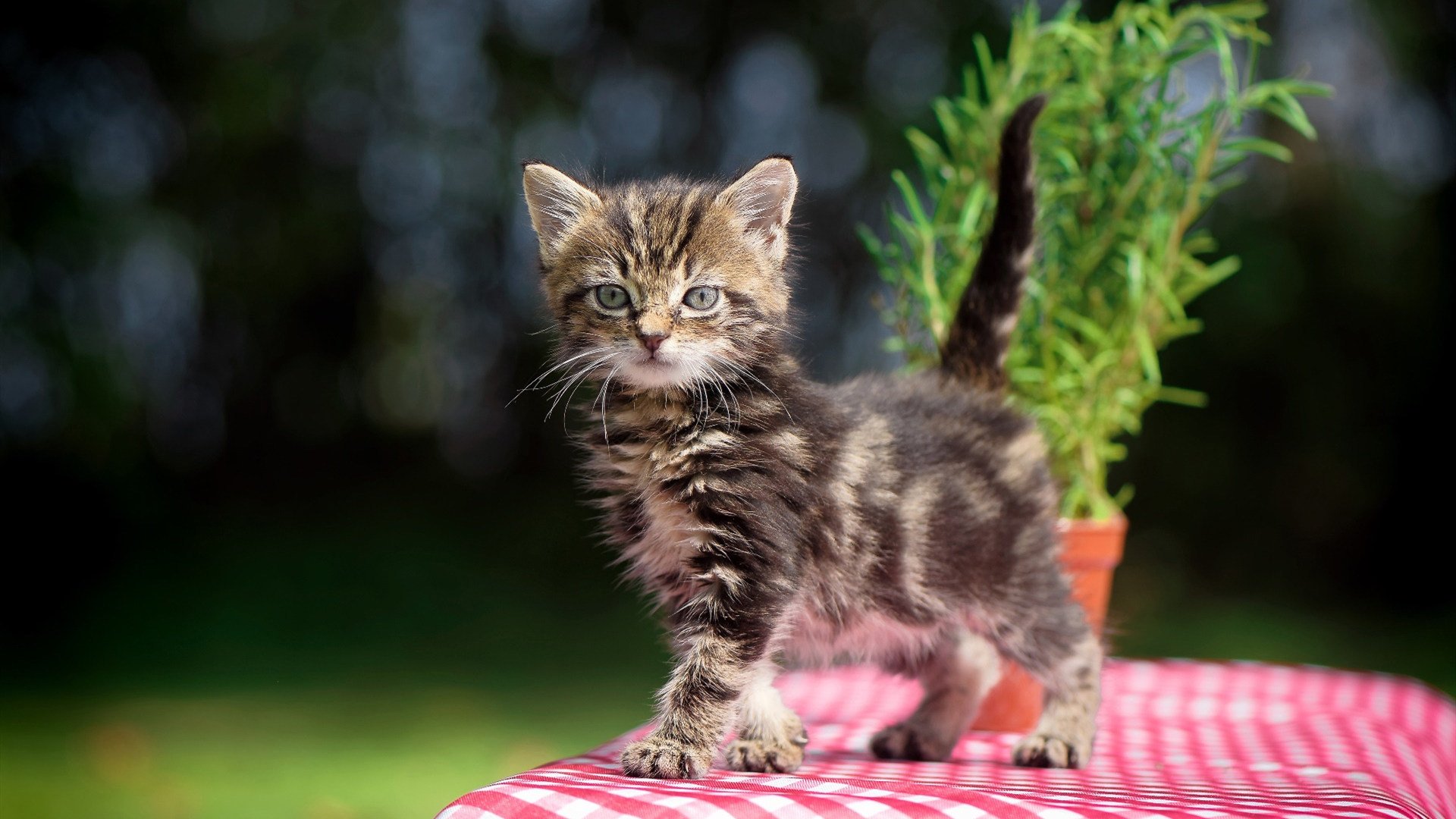 开云体育平台APP-跨越12000公里的里程碑，当深圳队遇见黄蜂，利拉德在平行时空完成加冕