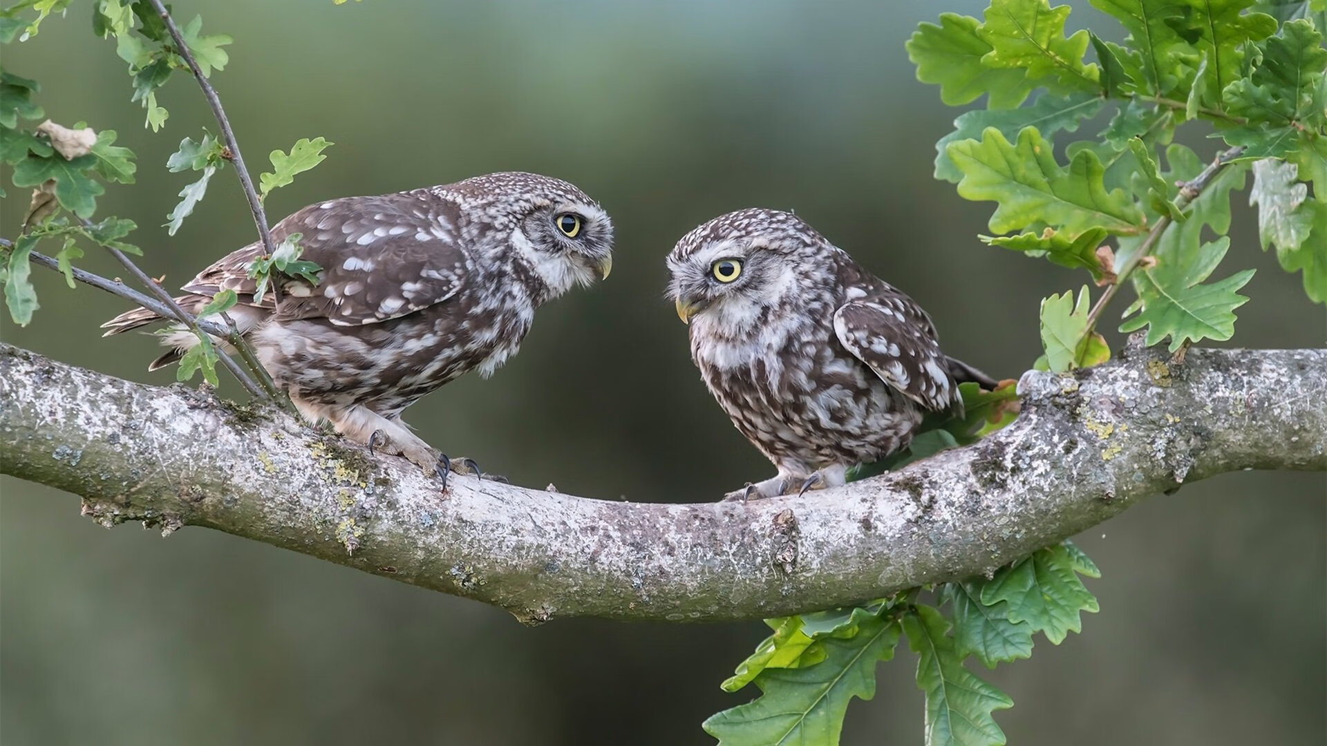 唯一性，当摩洛哥点亮非洲之光，金玟哉铸就叹息之墙