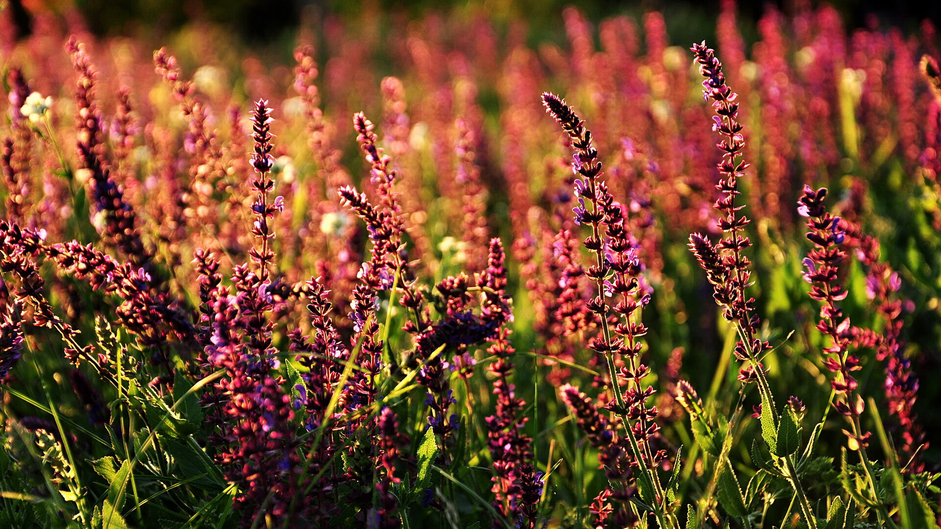 开云体育登录-希腊神话降临马拉卡纳，德里赫特一柱擎天，扼杀桑巴军团