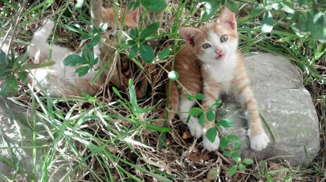 新疆队压哨绝杀开拓者，武切维奇赛后评分获满分