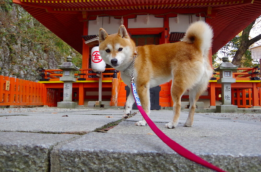 足球的另类史诗，当埃及的绝杀匕首，撞上富安健洋筑起的沉默铁壁