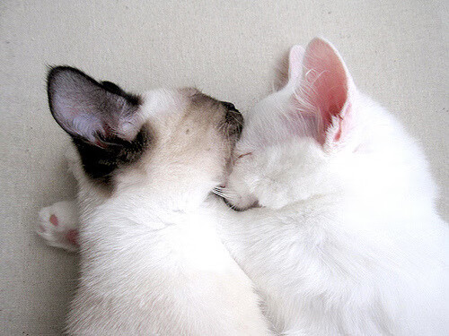 欧洲堡垒崩塌之夜,几内亚逆袭巴黎的欧冠神话