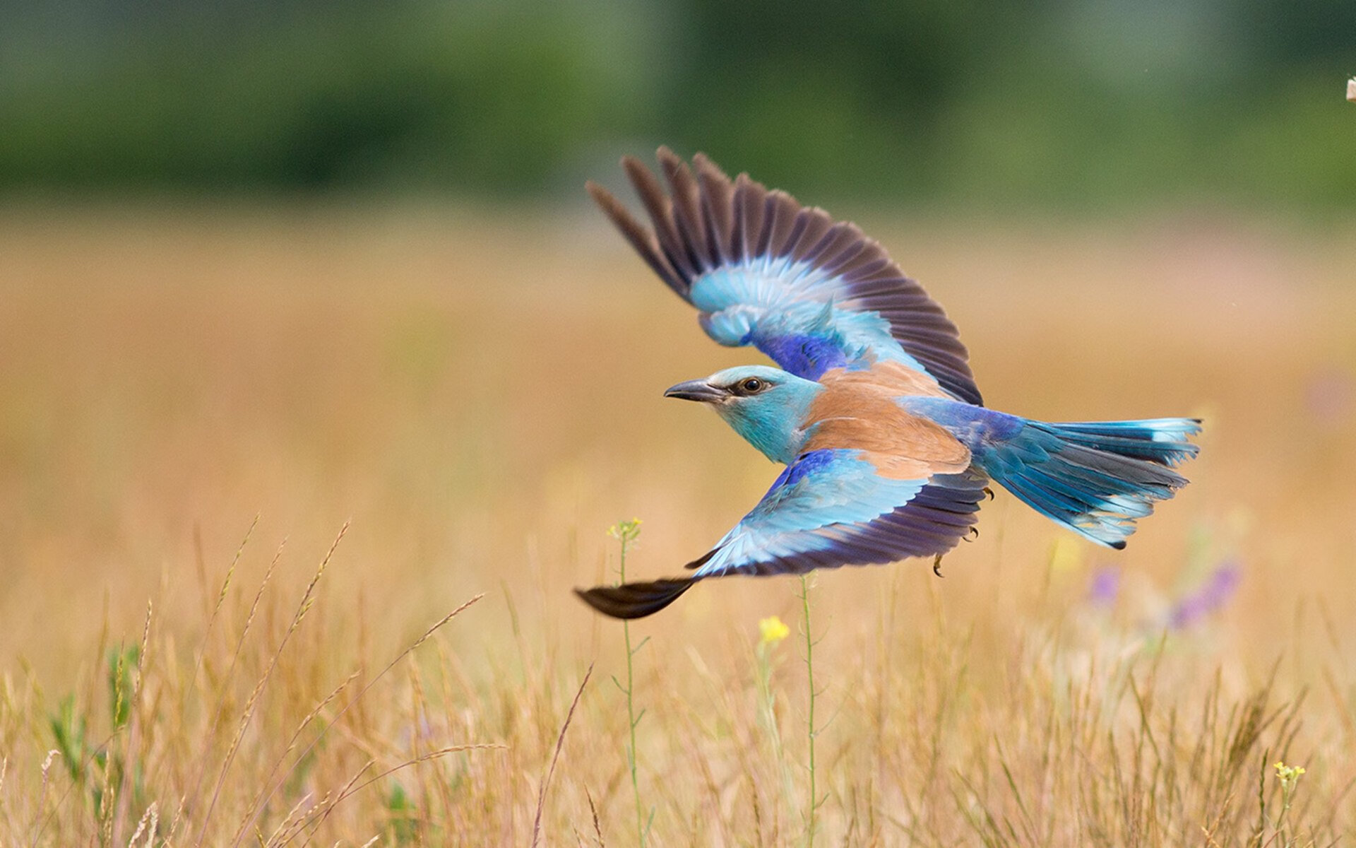 偶然与必然,马丁内利的里程碑与莱比锡的逆转夜