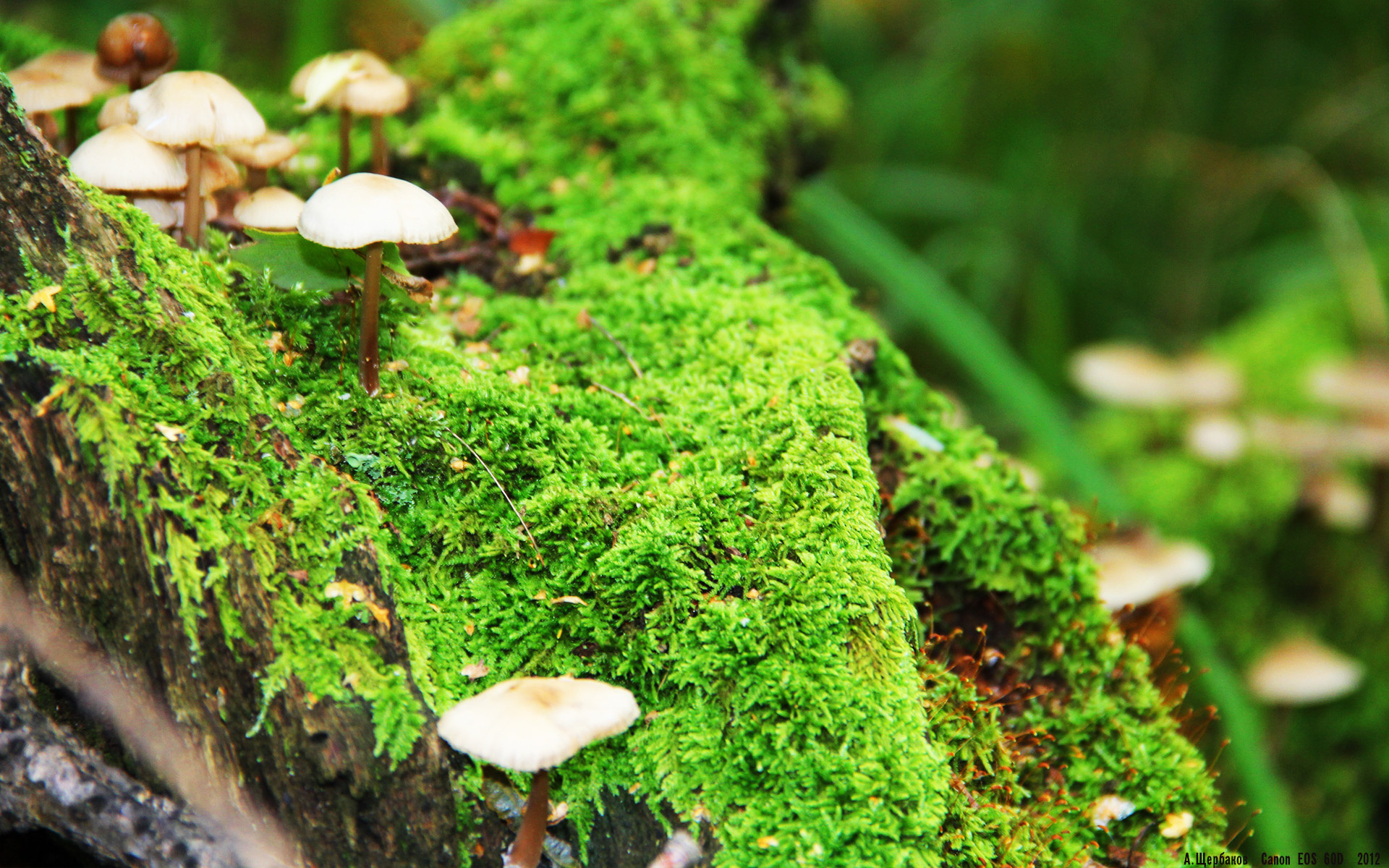 平行宇宙的决胜时刻,当活塞铁壁遇上约基奇魔术