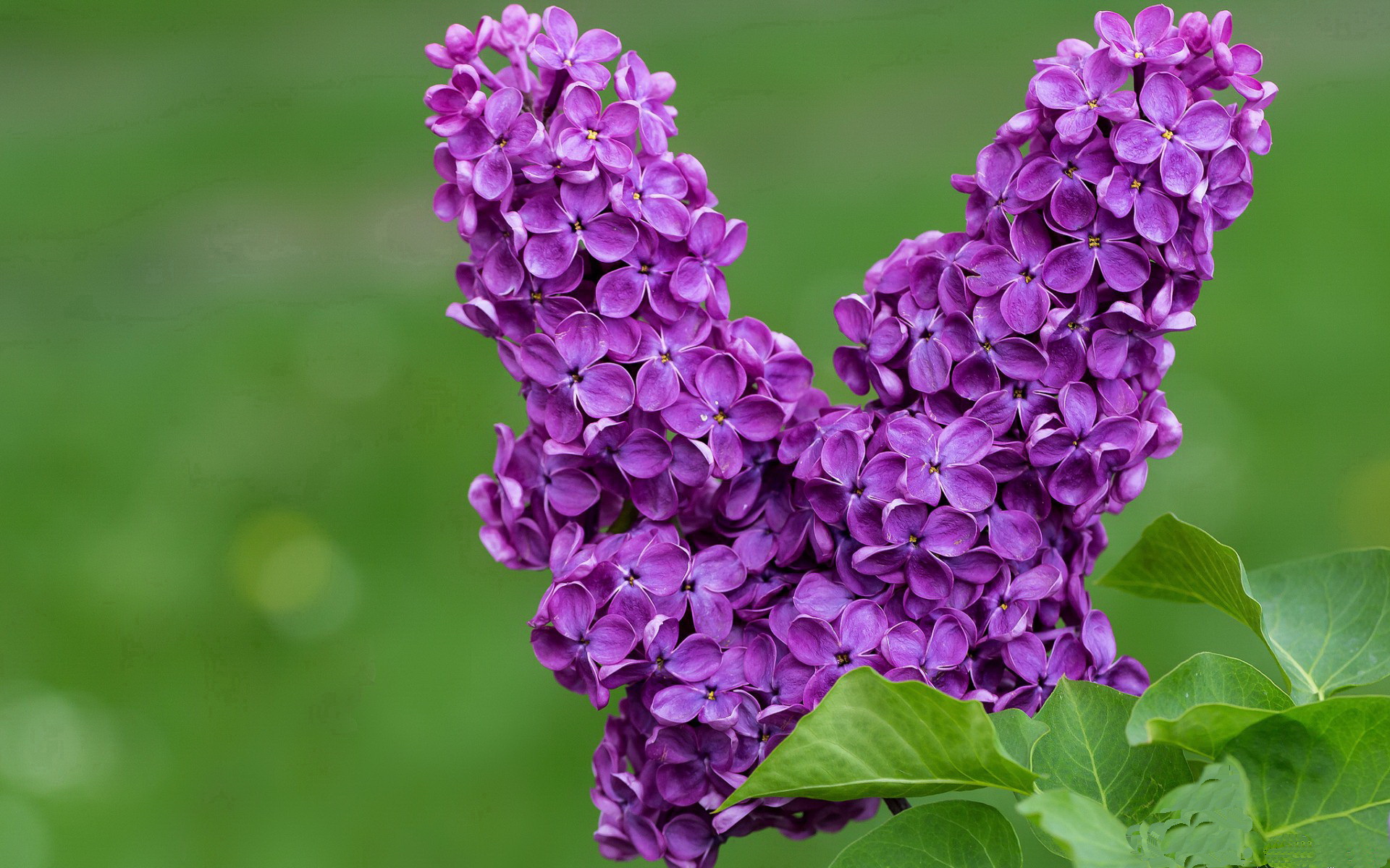 强压风暴的雄鹰，从深圳队到约基奇，关键先生如何定义唯一？