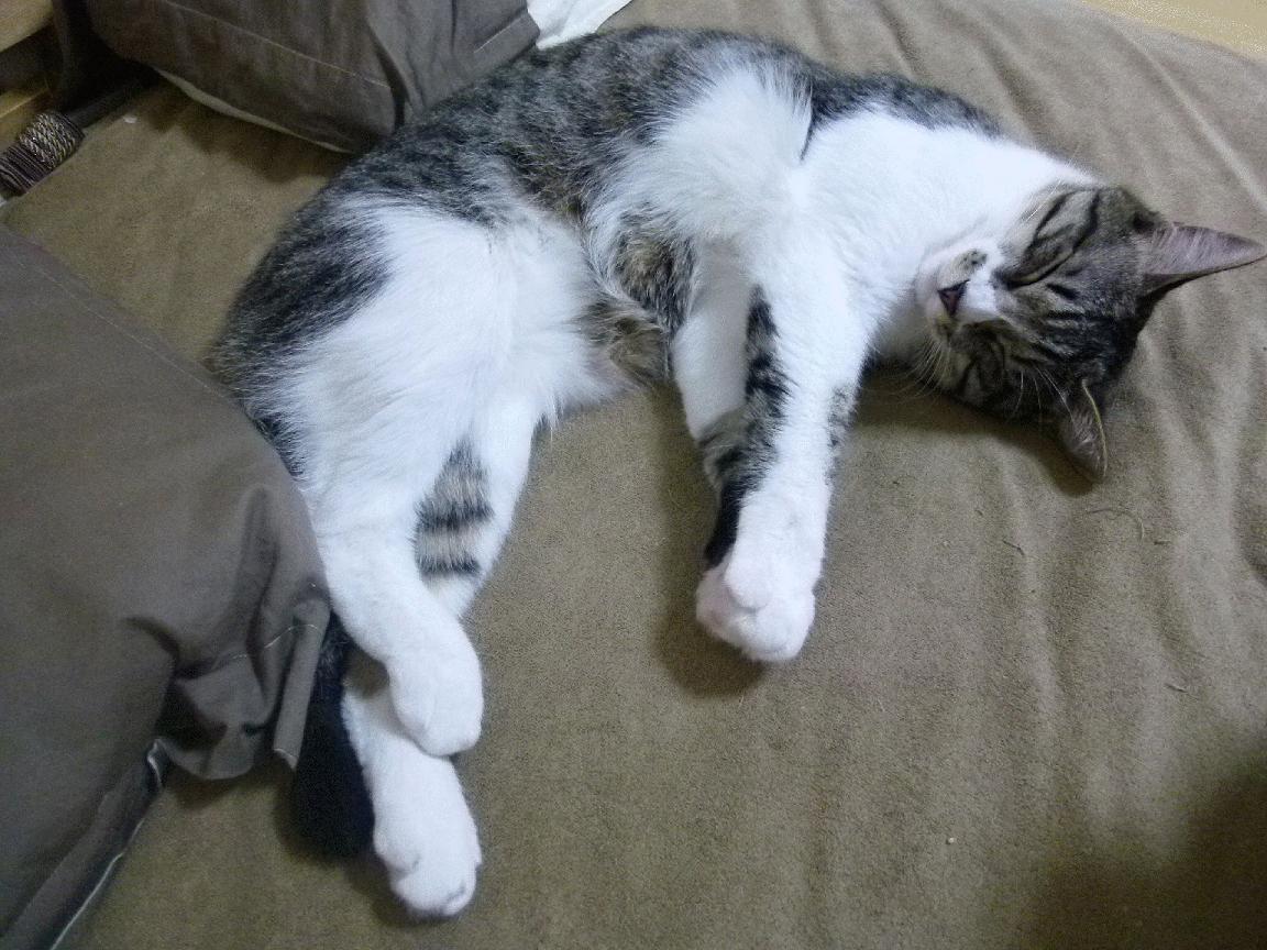 开云体育app-双线传奇，上海队篮球场击溃热火，范弗利特F1街道赛接管比赛