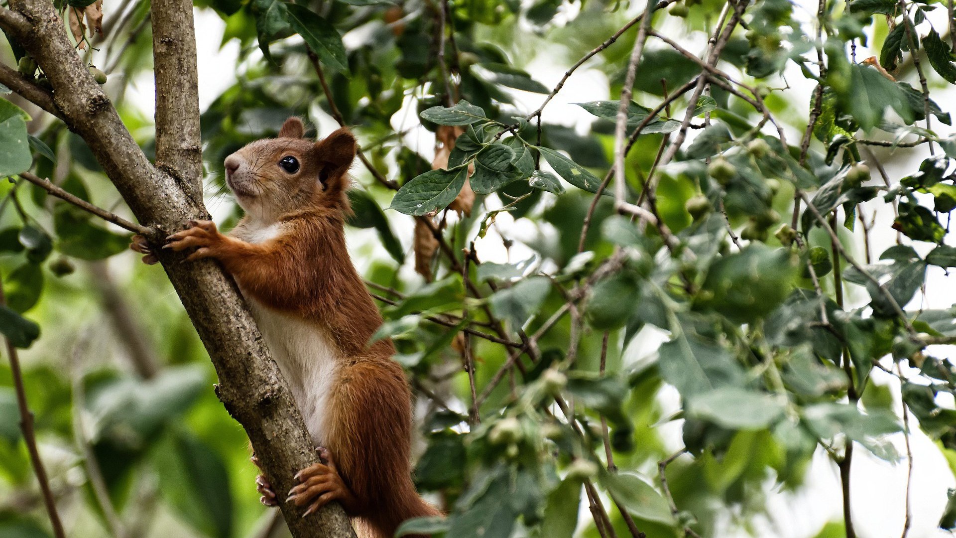 绿茵传奇跨界之夜,贝林厄姆的篮球绝杀,成为东决关键战的胜负手