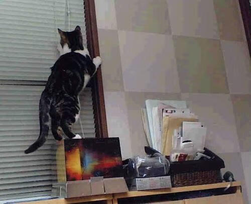 开云体育平台APP-沙漠之鹰在圣保罗展翅，迪马利亚单骑扛旗，阿尔及利亚战士逆转那不勒斯