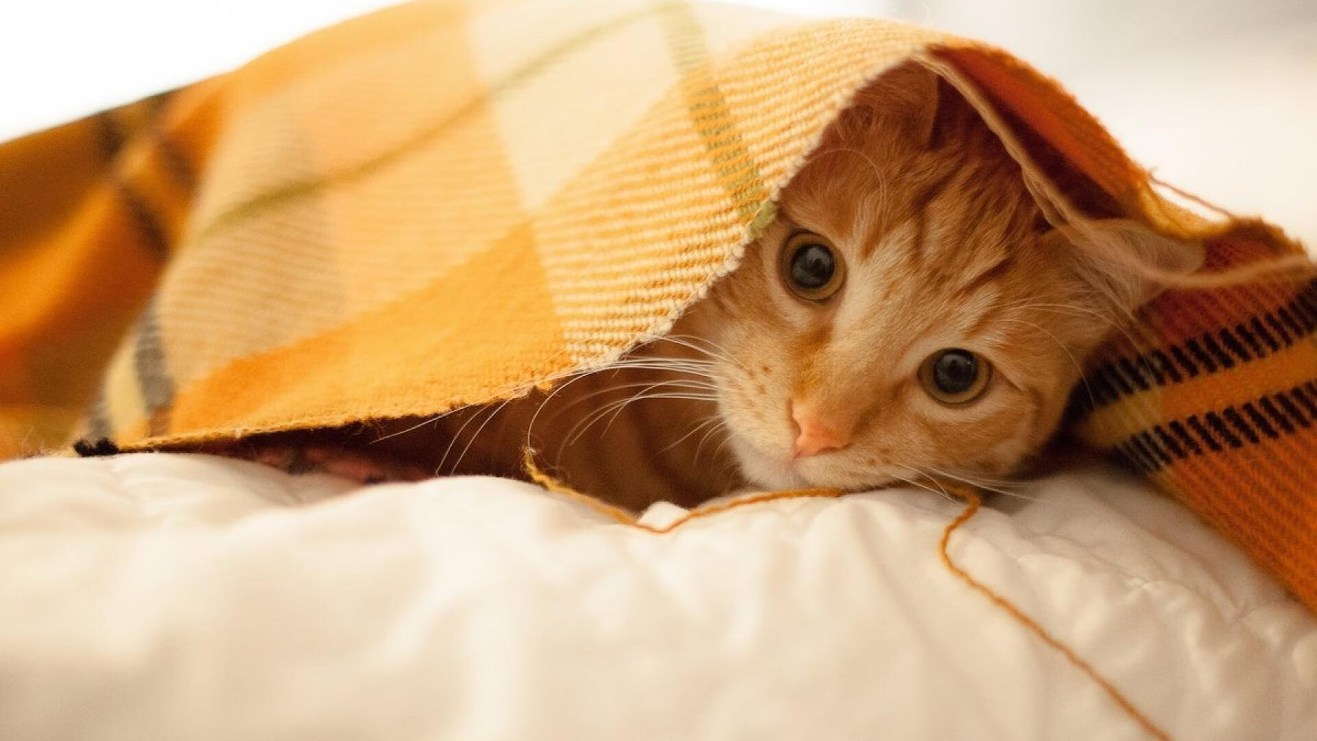 开云体育在线-烈焰燎原，热火闪电战摧毁爵士铁壁，总决赛悬念戛然而止