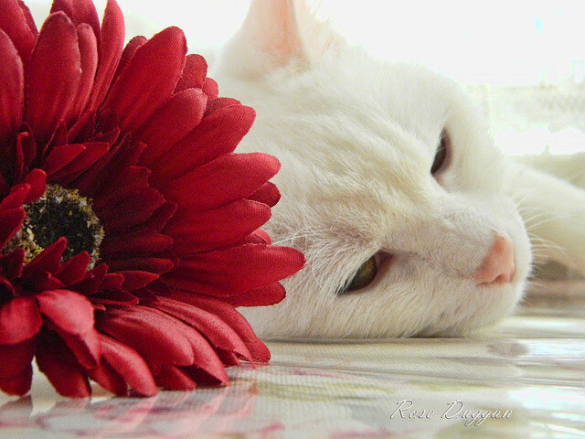 当NBA季后赛遇上奥运资格赛,马里如何用季后赛防守战术拆解土耳其