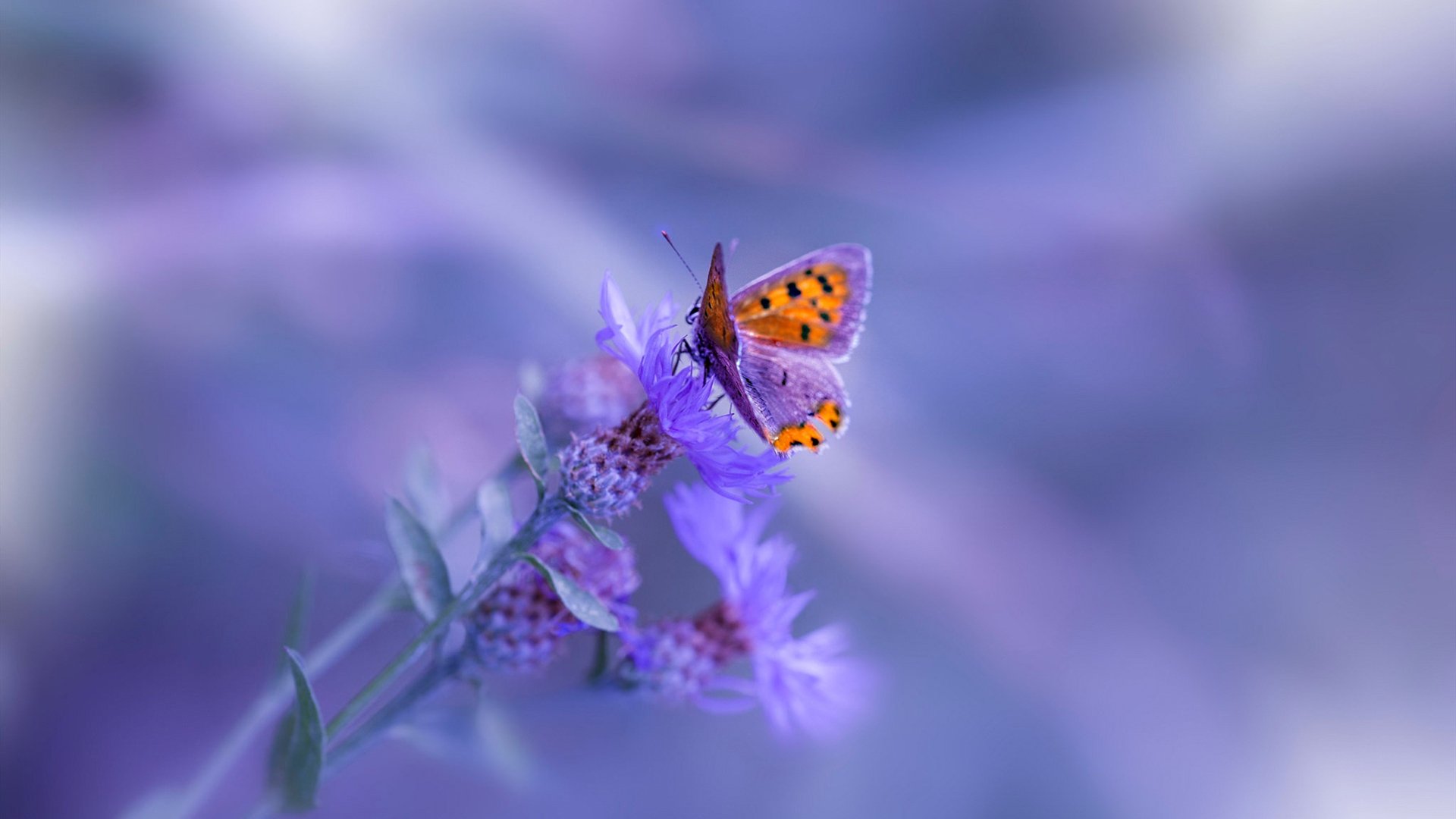 迪巴拉攻防转换核心，一场英格兰击败韩国背后的技术语言