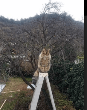 闪电战击溃,导演逆转—阿尔瓦雷斯三传一射主宰中毕友谊赛