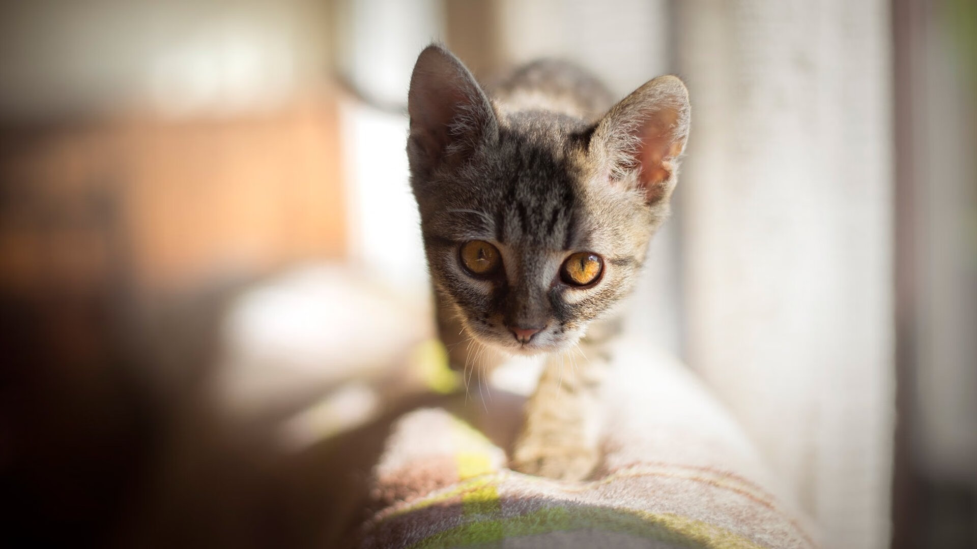 慈善赛奇景，AC米兰击败安哥拉国家队？弗拉霍维奇在意甲赛场完成现实统治