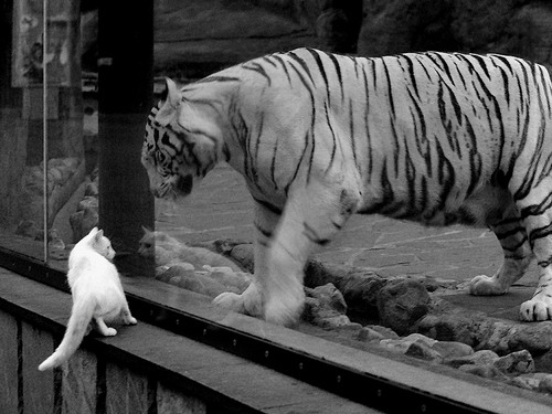 开云sport-克莱末节爆发定乾坤 绿军强硬防守终结火箭11连胜