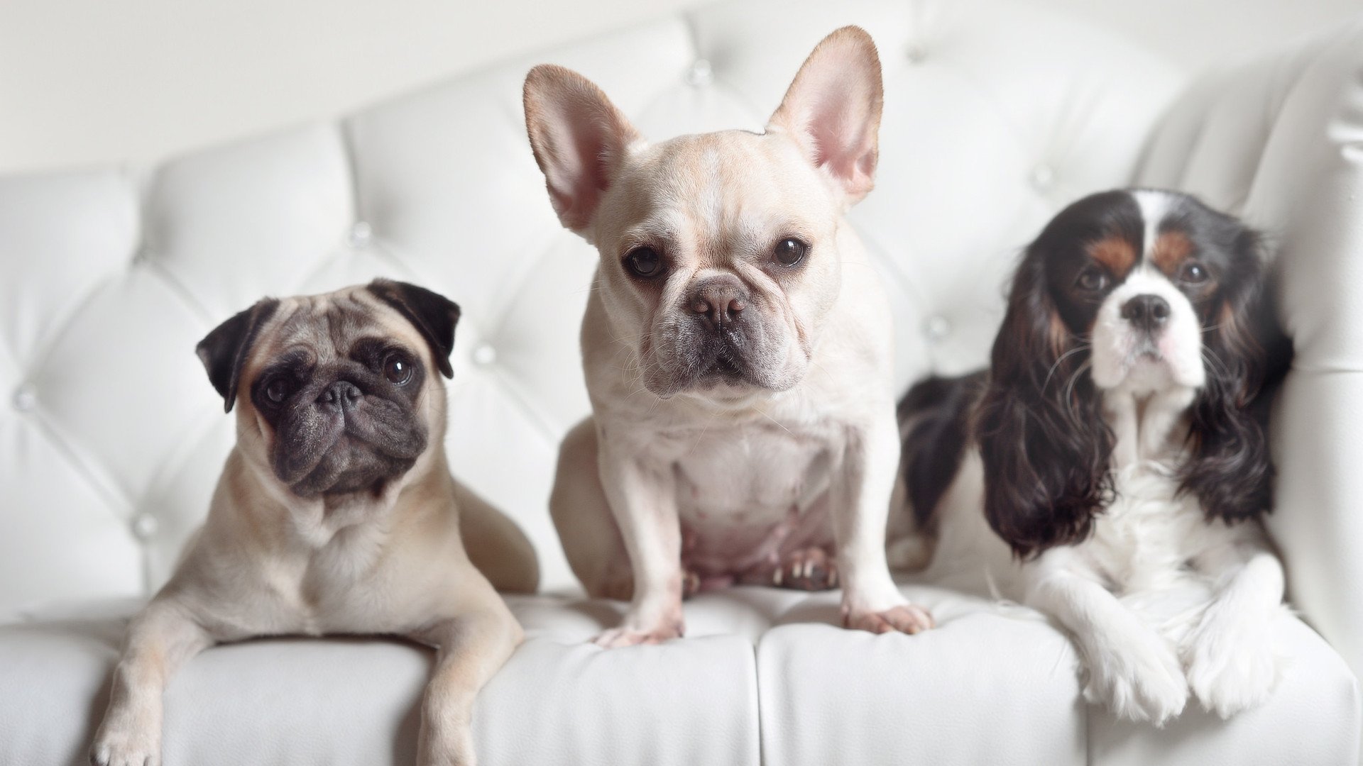 一剑封喉的科学,若日尼奥如何用最冷静的方式,终结克罗地亚最狂野的心