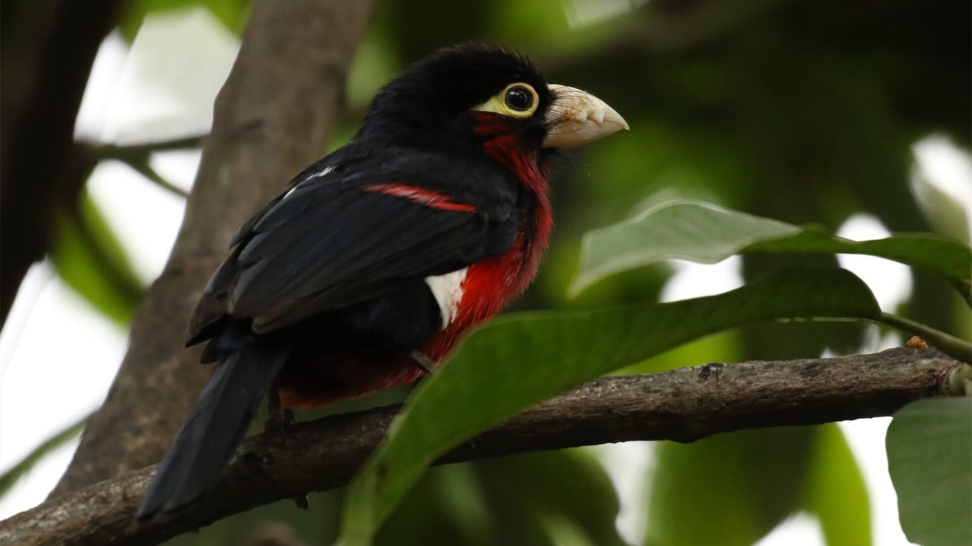 开云sport-库尔图瓦关键扑救定乾坤，里昂强势取胜秘鲁队