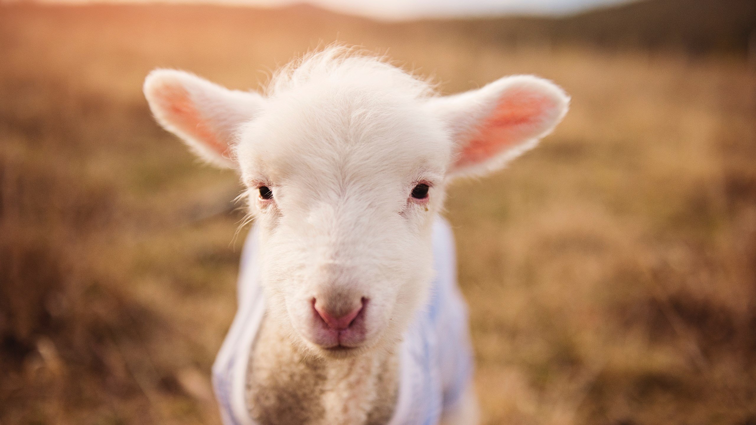 点球鏖战与致命一击，努涅斯如何将葡萄牙体育扛过罗马暗礁